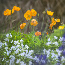 3073 Poppies