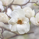 3076 Magnolia kolbus Janaki Ammal