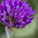 3114 Allium