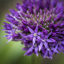 3122 Allium