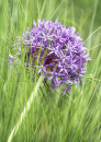 3133 Allium with grasses