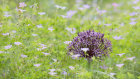 3159 Allium firmament