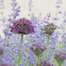 3169 Alium firmament & Nepeta