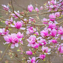 3208 Pink Magnolias