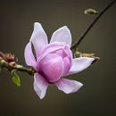 3260 Pink Magnolia