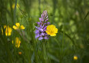 Common Spotted Orchid