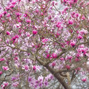 3320 Magnolia Blooms