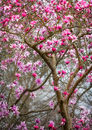 3325 Magnolia Blooms