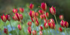 3358 Tulipa sprengeri