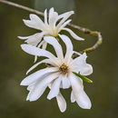 3359 White Magnolia