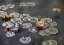 Water Lily "John Wedgwood"