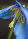 3370 Meconopsis lingholm