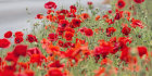 3382 Poppies