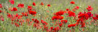 3446 Poppy panorama