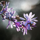 3463 Pink Magnolia Stellata