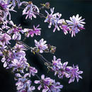 3468 Pink Magnolia Stellata