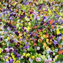 Violas