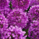 Alliums