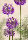 3564 Allium