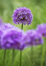 3572 Allium Globemaster