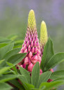 3611 Lupins