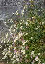 3617 Erigeron karvinskianus