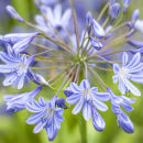 Agapanthus "Clarence House"