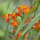Alstroemerias