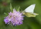 3650 Cabbage White on scabious