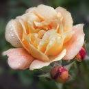 Rose "Southampton"