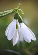 Snowdrops