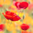 3699 poppies