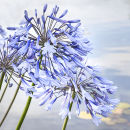 3747 Agapanthus