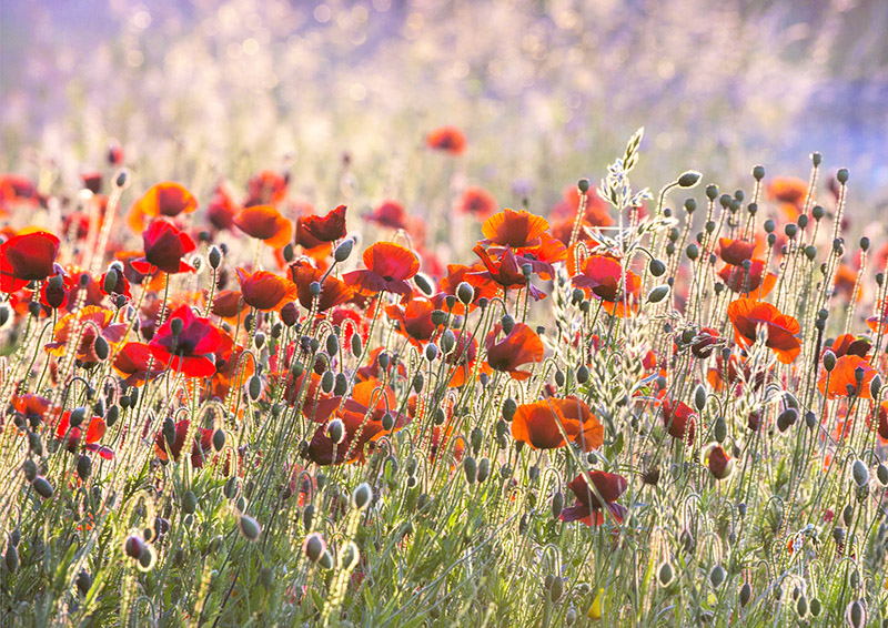 3771 Poppy field