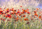 3771 Poppy field