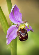 Bee Orchid (Ophrys apifera)