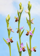 Bee Orchids (Ophrys apifera)