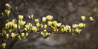 3857 Yellow Magnolia