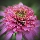 Echinacea "Cotton Candy"