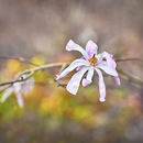 3939 Magnolia Stellata