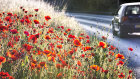 3747 Urban Roadside Poppies
