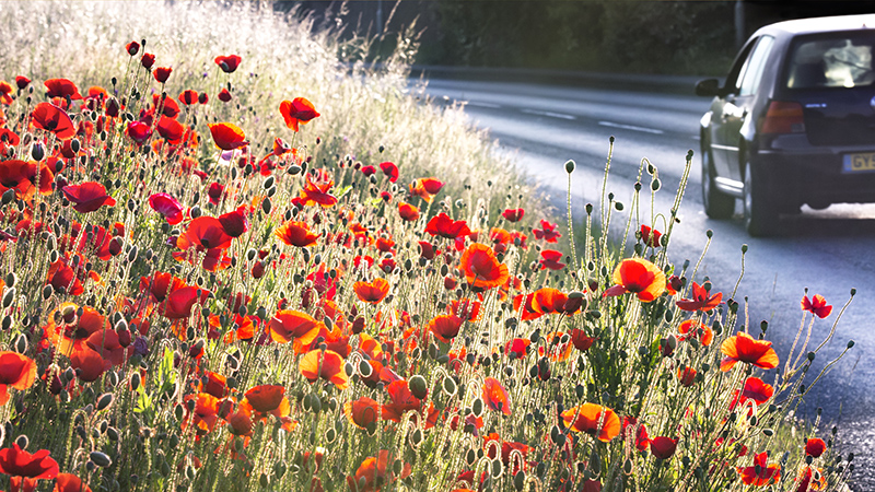Poppy Meadow Earley