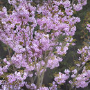 4005 Spring, pink blossom
