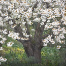 4030 Spring, white blossom