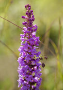 Fragrant Orchid