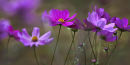 Cosmos