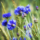 Cornflowers