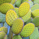 Prickly Pear (Opuntia)
