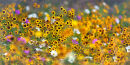 Windswept Flower Meadow (not available for greeting cards)