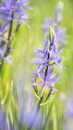 4491 Camassia